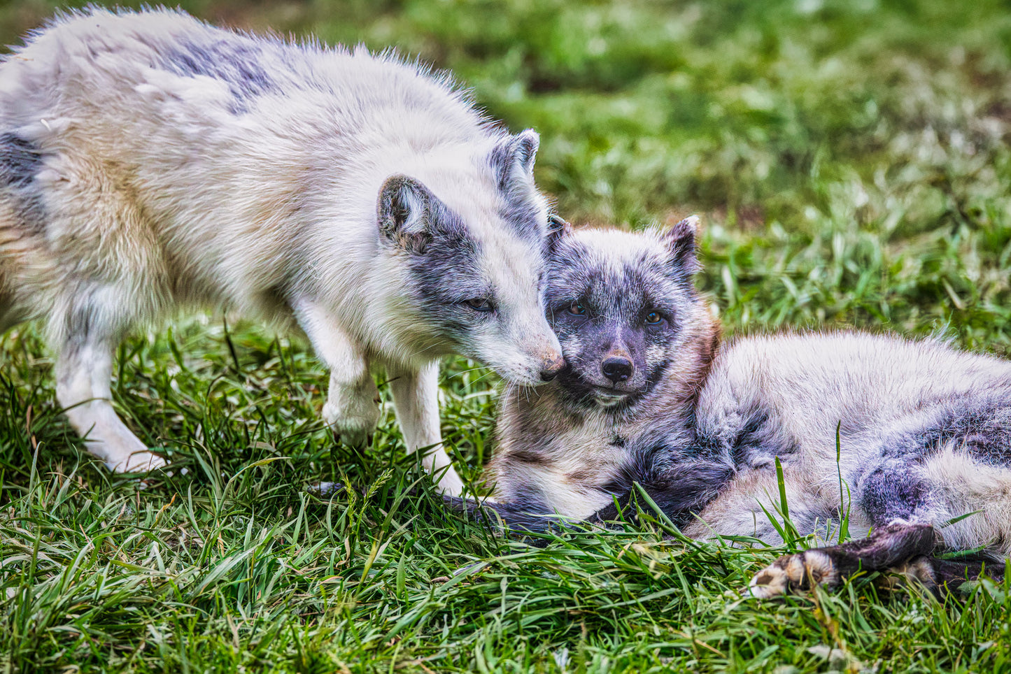 Puppy Love in the Arctic image 0