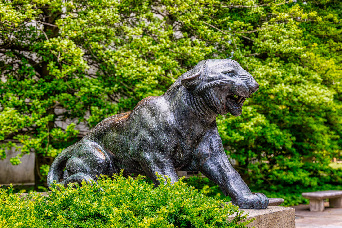 Bush-League Tiger in the Ivy League image 0