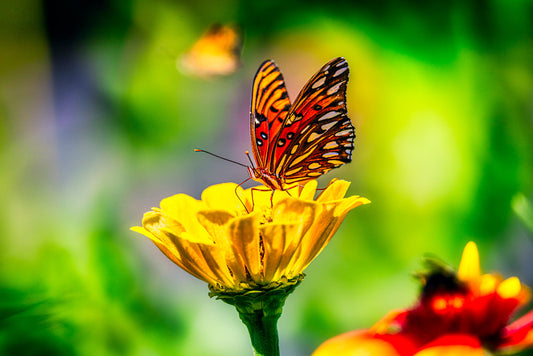 Gulf Fritillary on a Yellow Flower image 0