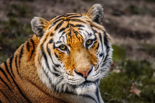 Eyes of the Tiger image 0