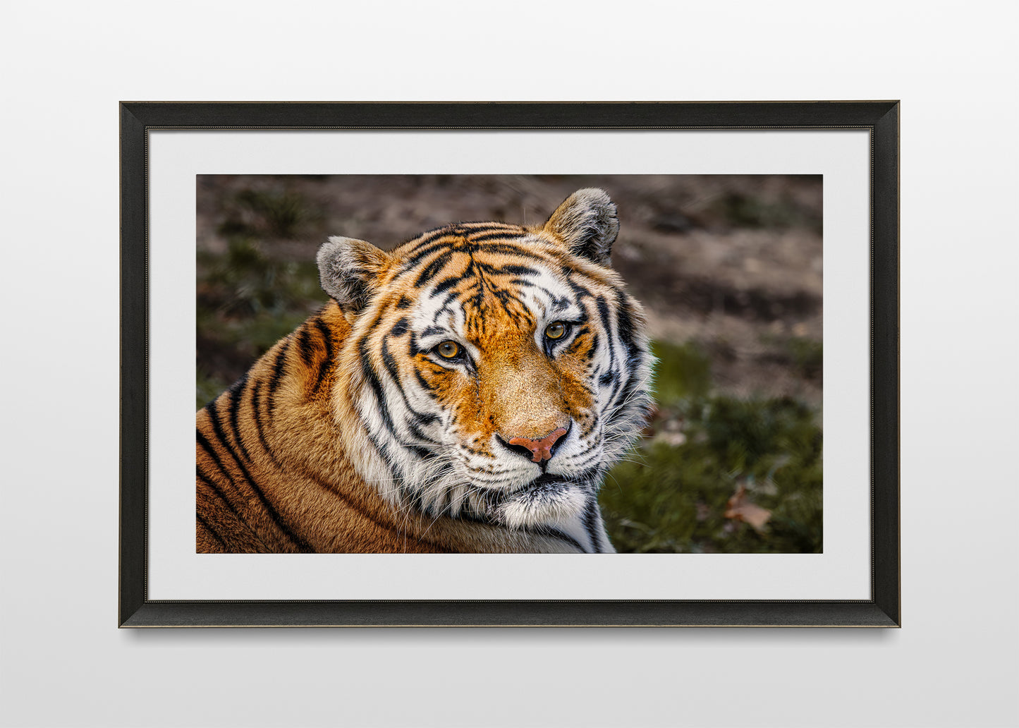 Eyes of the Tiger