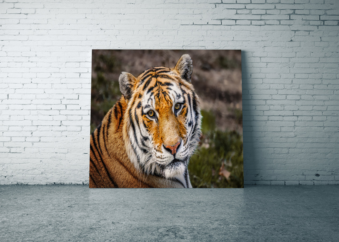 Eyes of the Tiger