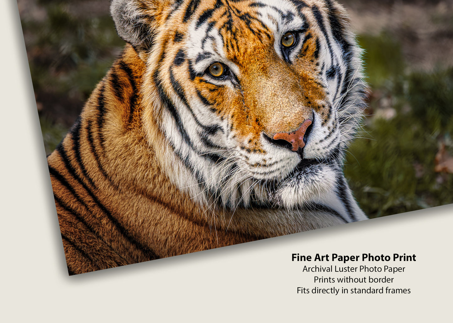 Eyes of the Tiger