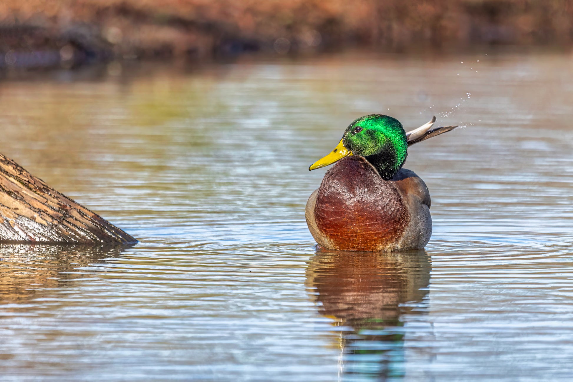 Potential Duck Buddy image 0