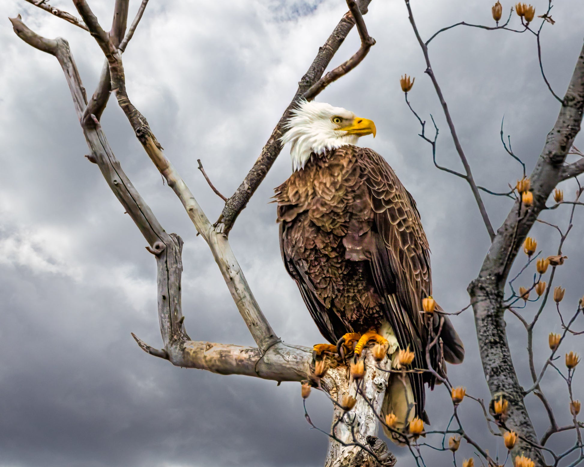 Perched Bald Eagle image 0