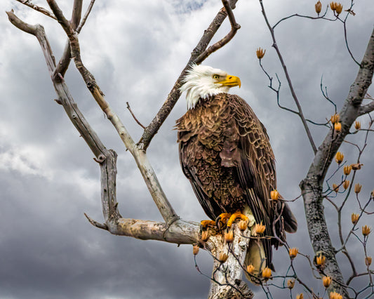 Perched Bald Eagle image 0