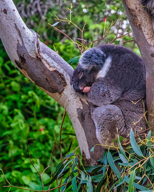 A Koala-ty Nap image 0