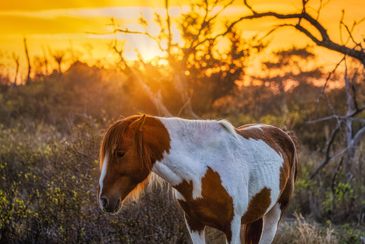 Mare in the Mist image 0